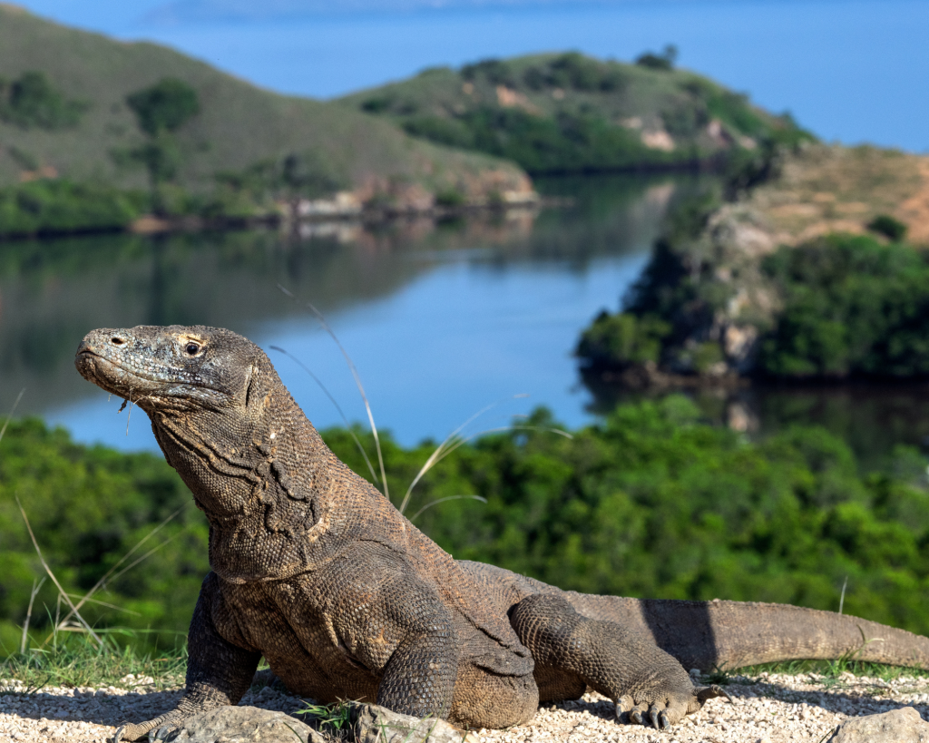 komodo island